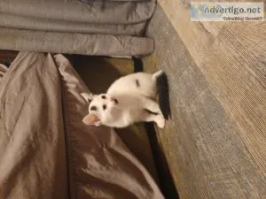 Kitten available 150 female 9 weeks