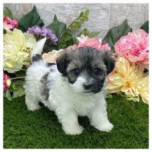 Havanese puppies for rehoming