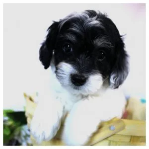 Cockapoo puppies for rehoming