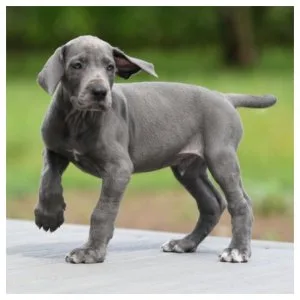 Great Dane puppies for rehoming