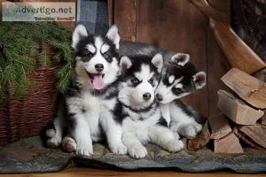 Adorable Siberian Husky puppies for rehoming