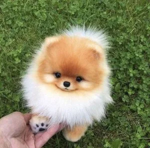 Amazing Pomeranian Puppies for sale