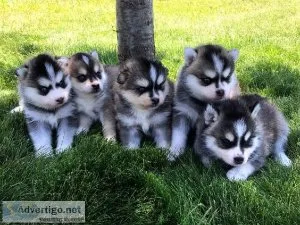 Pomsky puppies for rehoming