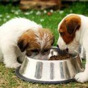 Golden Retriever Puppies Available NOW