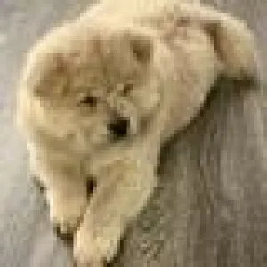 Chow Chow Puppies for rehoming