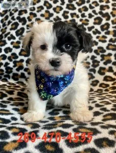 havanese puppies