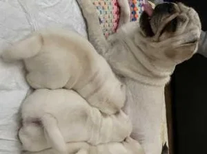 Pug puppies for rehoming