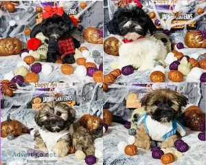 Shihpoo Puppies