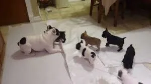 French Bulldog puppies for rehoming