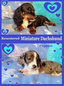 Mini Dachshund puppies for rehoming