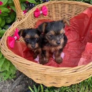 Pocket Size Yorkie terrier puppies for rehoming