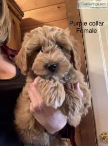 Gorgeous Mini Petite Goldendoodles