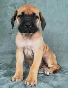 English Mastiff Puppies for Sale