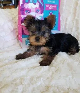 Yorkie Puppies for Sale
