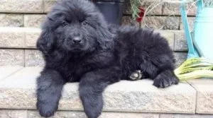 Male and Female Newfoundland Puppies