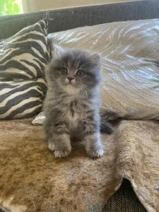 Beautiful Persian kittens