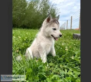 purebred siberian Husky puppy
