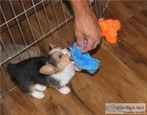 Pembroke Welsh Corgi Puppies For sale