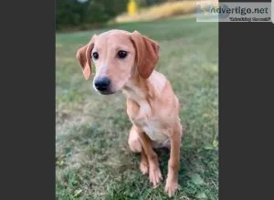 Gorgeous Vizsla puppy