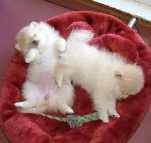 Purebred Male Pom PupPIES