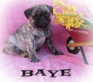 Pug Puppies for Sale For sale