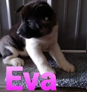 Playful and friendly Akita pUPPIES