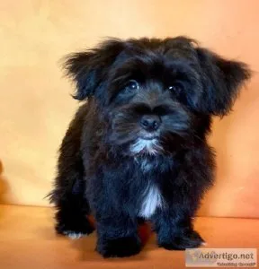 Thor shorkie