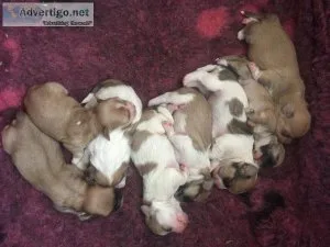 Lhasa Apso puppy&rsquos for sale
