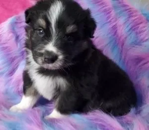 aussiedoodle  puppies for rehoming
