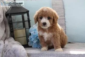 Alexi Female Mini Goldendoodle