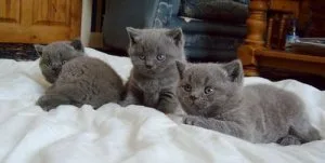 Beautiful British ShortHair Kittens