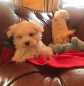 Maltese puppies For sale
