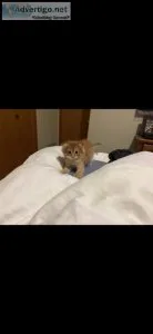 Scottish fold Scottish straights