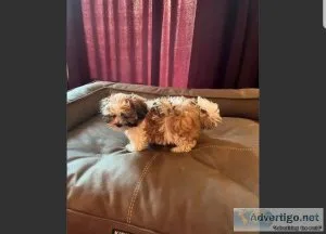 Male Shih Tzu Pup