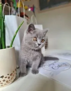 Homes Raised British Shorthair Kittens