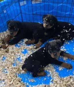 Nice Quality AKC Registered German Pups