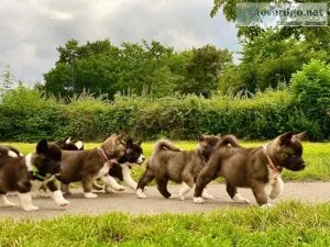Akc Akita puppies ready to go home