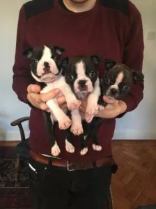 Boston Terrier puppies For sale