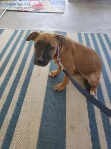 American Pitt Bull Terrier