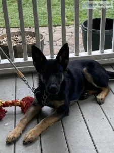 German Shepard