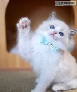 Ragdoll kittens male and female for sale