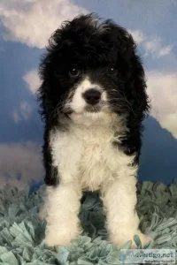 Milo Cavapoo