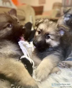 German Shepherd Show Stoppers Amazing Puppies