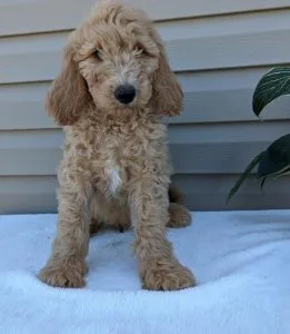 Goldendoodle Puppies for Sale