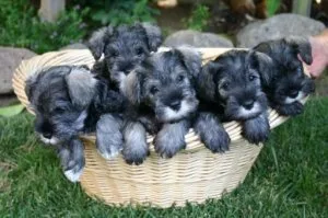 Registered Miniature Schnauzer Puppies