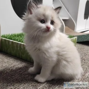 Malesfemales Ragdoll kittens to good homes