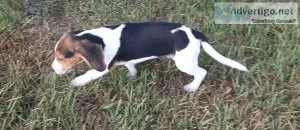 Three Beagle Males for sale to good home.