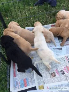 Labrador Puppies For sale