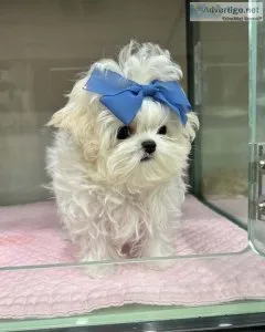 Adorable Maltipoo