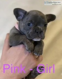 12 weeks old Akc french bulldog